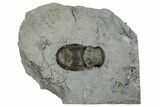 Bumastus Ioxus Trilobite - New York #270122-1